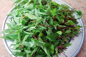 Rau đay chữa ít sữaTheo đông y, rau đay có vị đắng, tính lạnh, không độc; có tác dụng kháng viêm, cầm máu, giải nóng mùa hè, hoạt trường, lợi sữa,...