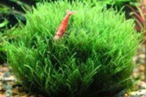 Bật mí cách làm sáng da với mặt nạ tảo biển ít người biết