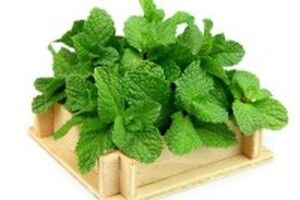 Cách dưỡng da cho da nhờn với lá bạc hà