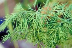 10 loại rau thơm, gia vị nên trồng trong gia đìnhĐây là những loại rau thơm, gia vị dễ trồng, không cần nhiều đất, dễ chăm bón, vừa làm cây cảnh lại có tác dụng làm thực phẩm...