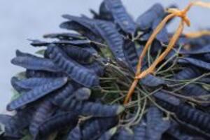 Top 3 Phương pháp giúp mọc tóc nhanh tự nhiên hiệu quả