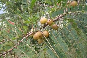 Me rừng giàu vitamine CĐông y cho rằng quả me rừng có vị chua ngọt, hơi chát, tính mát có công năng sinh tân, chỉ khát, lợi tiểu, hạ nhiệt, tiêu viêm, nhuận phế hóa đờm…