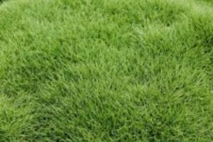 Công dụng chữa bệnh từ tinh chất hoa Cỏ lông heo