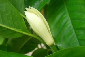 Chữa vô sinh nhờ hoa ngọc lanHoa ngọc lan, một loài thực vật thuộc họ mộc lan. Hoa ngọc lan tính ôn vị, hơi cay, có công năng tiêu đờm, ích phế, hòa khí.