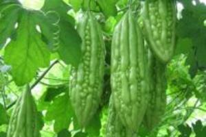 10 lợi ích không thể bỏ qua của trái mướp đắng