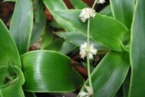 Thực hư với cách chữa bệnh trĩ bằng cây lược vàng