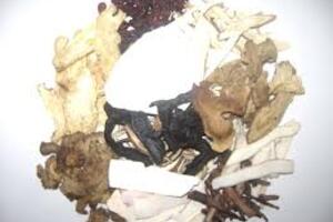 Thần tê đơn- Bài thuốc hay