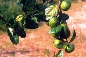 Thực hư về cây quýt gai chữa bệnh thận bạn cần biết