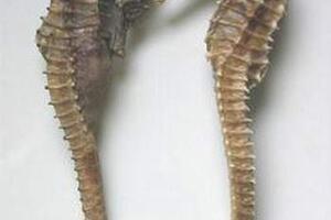 Cá ngựa: Thuốc tốt cho nam giới