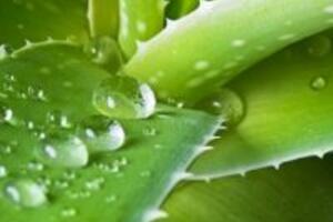 9 công dụng làm đẹp “thần kỳ” từ nha đam