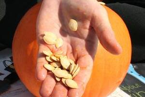 Hạt bí ngô chữa bệnhTừ lâu trong dân gian người ta thường dùng hạt bí ngô (pumpkin seed) để ăn trong các dịp lễ Tết. Đây là loại hạt thơm ngon, dễ ăn và có tác dụng chữa bệnh rất tốt.