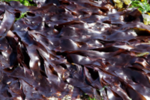 Những cách đơn giản nhưng giúp bạn có thể tránh được ung thư phổi