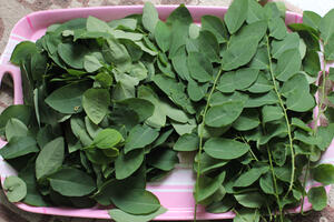 Cách trị nám bằng rau ngót