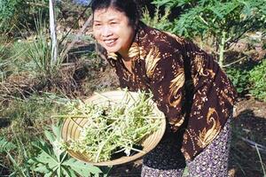 Vị thuốc từ cây đu đủ đựcTheo kinh nghiệm dân gian, hoa đu đủ đực là một vị thuốc được dùng phổ biến theo kinh nghiệm để chữa ho, nhất là ở trẻ em...