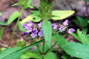 Vị thuốc nam chữa ung thư