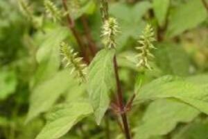 Công dụng của cây Ngưu tất