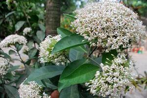 Cây bông Trang, chữa cao huyết ápTheo đông y, cây bông trang có vị ngọt nhẹ, tính mát. Có tác dụng giảm huyết áp cao, hoạt huyết, giảm sưng, giảm đau, trị ho đờm.