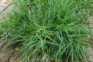 Cỏ mần trầu chữa huyết áp caoTheo Đông y, cỏ mần trầu có vị ngọt nhạt, tính mát, không độc, có tác dụng lương huyết, thanh nhiệt, mát gan, giải độc, lợi tiểu, hạ huyết áp...