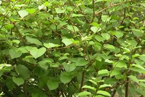 Cốt khí trị bệnh khớpCốt khí có nhiều tên gọi như Điền thất, Hổ trượng căn, Ban trượng căn… Bộ phận dùng làm thuốc là củ, rễ.