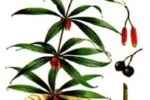 Hoàng Tinh và tác dụng chữa bệnh của Hoàng Tinh