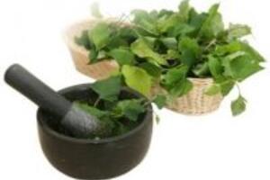 3 cách chữa bệnh trĩ bằng rau diếp cá không cần phẫu thuật