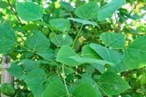 Sử dụng cây vông chữa bệnh trĩ như thế nào?