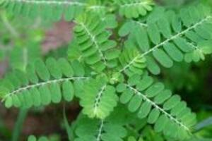 Những công dụng của cây chó đẻ bạn nên biết