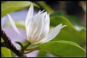 Ngọc lan hoa trắngĐông y cho rằng, ngọc lan hoa trắng có vị đắng cay, tính hơi ấm, tác dụng lợi tiểu, long đờm, chữa ho.