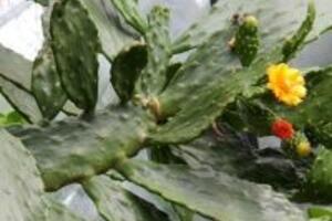 Cùng tìm hiểu những công dụng của cây xương rồng