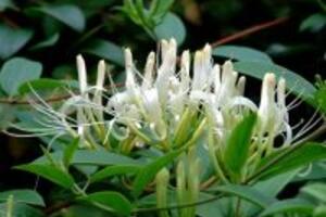 Cây kim ngân chữa thủy đậu như thế nào?