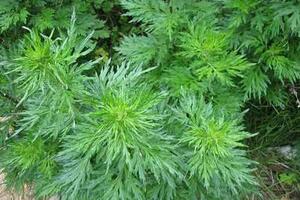 Ích mẫu, vị thuốc của quý bàBộ phận dùng làm thuốc là toàn cây (Herba Leonuri) thường gọi là Ích mẫu thảo; quả (Fructus Leonuri) thường gọi là sung uý tử.