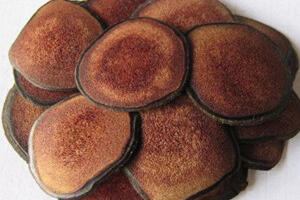 Lộc giác và tác dụng của lộc giác