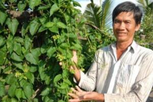 Hoa thiên lý  thần dược chữa bệnh trĩ