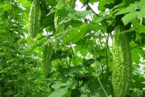 Những công dụng không ngờ của mướp đắng 	Một báo cáo cho thấy mướp đắng làm chậm tiến trình bệnh võng mạc, có thể gây co thắt tử cung, xuất huyết và làm hư thai...