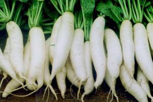 Củ cải trắng chữa viêm gan vàng daCủ cải trắng có công dụng sát khuẩn nói chung kể cả trùng roi âm đạo, làm long đờm giảm ho, giảm mỡ, đường máu, giảm huyết áp.