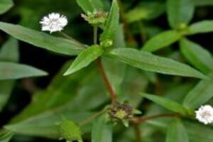 Những bài thuốc hay từ cây cỏ mực đối với sức khỏe