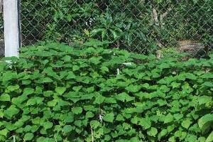 Vị thuốc từ cây gaiTheo đông y, lá và rễ cây gai có vị ngọt, tính hàn, không độc có tác dụng lương huyết, chỉ huyết, tán ứ, kháng khuẩn, lợi tiểu.