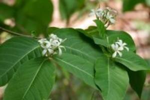 Mộc hoa trắng – cây thuốc chữa lỵ cực hiệu quả