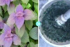 Cách chữa bệnh gout bằng lá tía tô đơn giản vô cùng