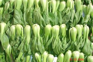 Cải thìa chữa đầy bụng khó tiêuCải thìa là thực phẩm dưỡng sinh, ăn vào có thể lợi trường vị, thanh nhiệt, lợi tiểu tiện và ngừa bệnh ngoài da.