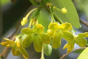 Hoa thiên lý - vị thuốc bổ tâm thậnHoa thiên lý không những là những giàn hoa lý tỏa hương thơm làm mát cả thềm nhà, mà đây còn là loại thực phẩm rất lý tưởng.