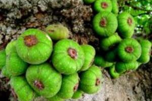 Học hỏi cách chữa quai bị bằng nhựa sung hiệu quả