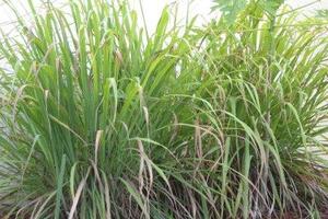 Cây sả chữa đau dạ dày, tiêu chảy do lạnhSả làm tăng hoạt động và làm mạnh dạ dày cũng như bộ máy tiêu hóa, trong trường hợp rối loạn tiêu hóa, đau bụng, đau dạ dày hoặc tiêu chảy.