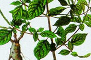 "Thần dược" mọc hoang chữa tất cả các bệnh về thận