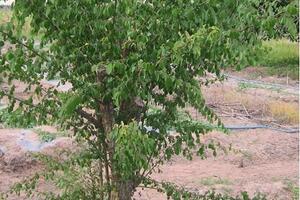 Chữa bệnh gai cột sống bằng thuốc NamCây đinh vàng được dùng trong dân gian để rút mủ, trị mủ vàng, chữa sốt nóng, khát nước, đau khớp, rắn độc cắn… Đặc biệt là chữa bệnh gai cột sống rất hiệu quả.