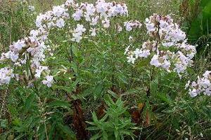 Tạo phì thảo nhuận tràngTạo phì thảo có tên khoa học Saponaria officinalis L., thuộc họ Cẩm chướng (Caryophyllceae).