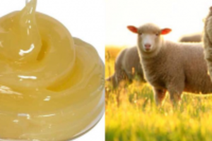 Cách làm kem dưỡng da tay từ mỡ cừu