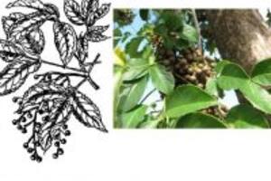 Công dụng của cây Nhội là gì?