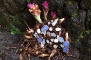 7 Công dụng phổ biến của nghệ đen