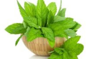 Công thức dùng bạc hà thanh lọc cơ thể